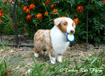 Photo of K9 Athlete Aussie 